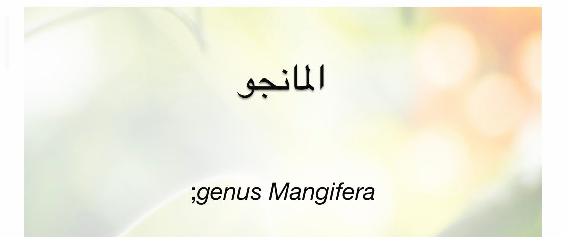 مانجو